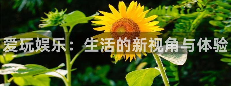 银河官网开户：爱玩娱乐：生活的新视角与体验